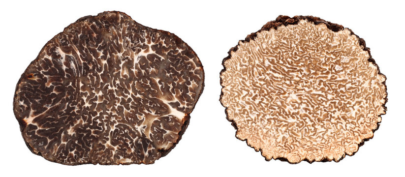 
Winter and summer black truffle cross section difference

