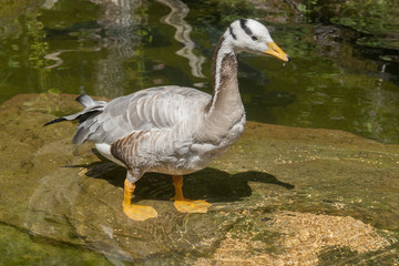 bar-headed goose in wet ambiance