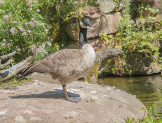 Canada goose in wet ambiance