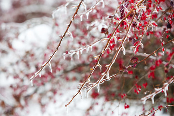 Icy branches with red berries of barberry after freezing rain