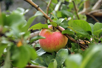 Apples on a branch