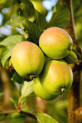 Apples on a branch