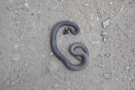 The dead snake. The dead, crushed by the machine Grass snake. Non-poisonous snake
