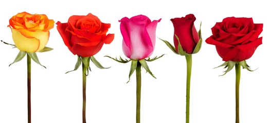 Poster Roses Cinq roses de couleurs différentes