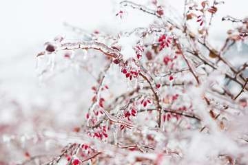 Icy branches with red berries of barberry after freezing rain