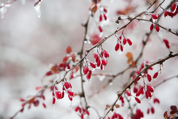 Icy branches with red berries of barberry after freezing rain