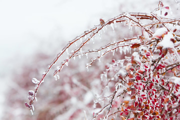 Icy branches with red berries of barberry after freezing rain