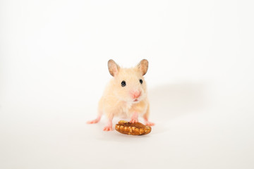 Cute young hamster standing near walnut