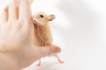 Hamster and human high five, white background