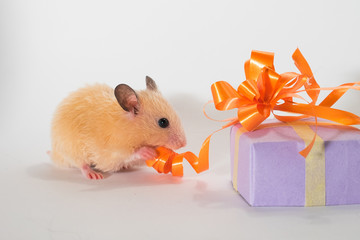 Cute young hamster biting ribbon