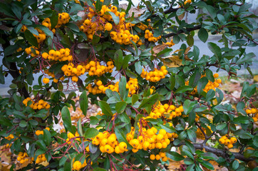 Scarlet firethorn (Pyracantha coccinea). Yellow scarlet firethorn berries in nature. Selective focus.