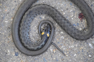 The dead snake. The dead, crushed by the machine Grass snake. Non-poisonous snake