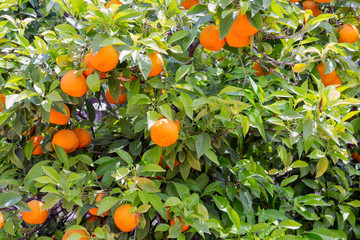 Orange tree at Sicilian Island