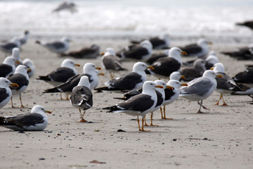 Möwenkolonie auf Helgoland © nightsphotos