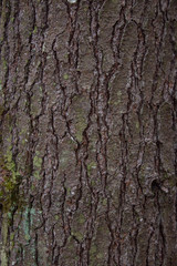 Fototapeta premium White Pine Tree Bark