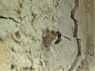 Nestbau der Gemeinen Schornsteinwespe (Odynerus spinipes) 
