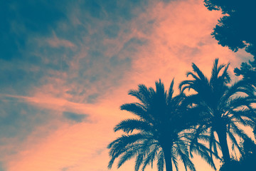 atardecer con palemeras