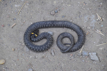 Grass snake, crawling along the ground. Non-poisonous snake. Frightened by the Grass snake