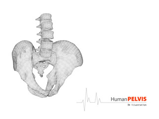 3d illustration of pelvis abstract scientific background