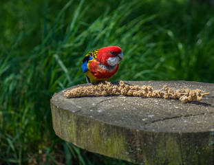 The parrot in a zoo in the sunlight .