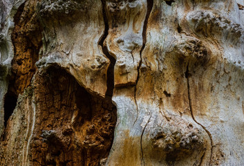 The old and mouldering  bark of  tree