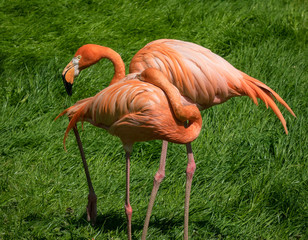 Flamingo in a zoo in the sunlight .