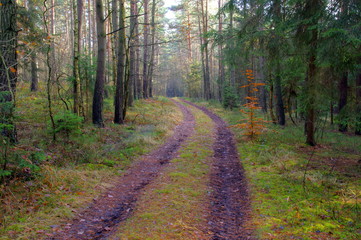 Leśna droga.