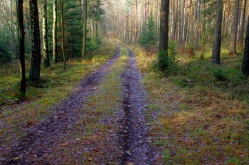 Leśna droga.