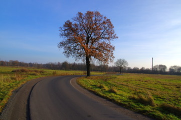 Fototapeta na wymiar Drzewo przy drodze.