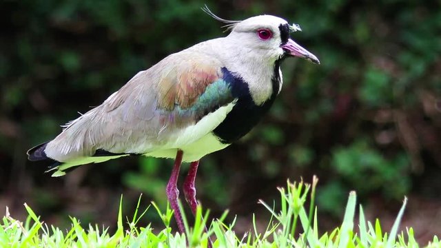 Quero-quero. (Vanellus chilensis)