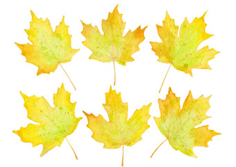 Six yellow maple leaves
