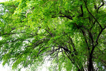 green tree with branch and leaf