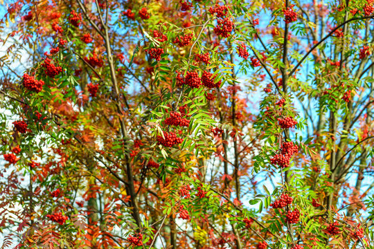 Bunches of ripe mountain ash on a tree in autumn forest