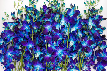  Deep purple blue orchid flower