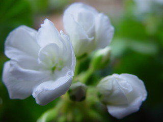 Fototapeta na wymiar Blume, weisse Blüten