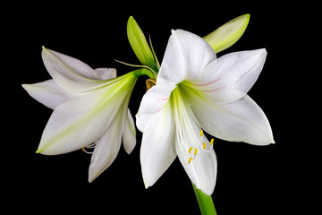 White amaryllis flower