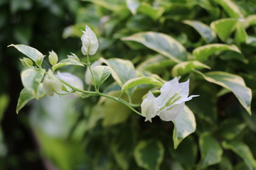 Bougainvillea beautiful flowers and beautiful leaves