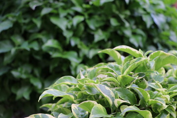 Bougainvillea beautiful flowers and beautiful leaves