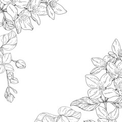 Plant in blossom, branch with flower ink sketch on white background