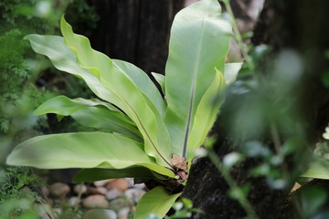 Bird's nest fern green leaves in the garden