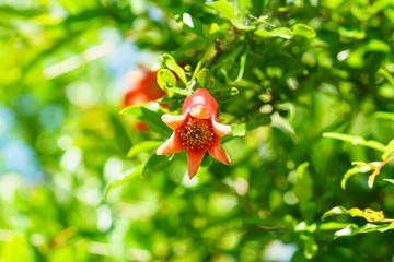 Emerging pomegranate ordinary (lat. Punica granatum) on a branch
