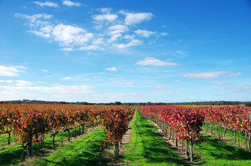 Fototapeta na wymiar Autumn vineyard at south of Portugal