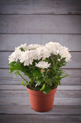 White Chrysanthemum in flower pot with gift, greeting card, on grey wooden backround