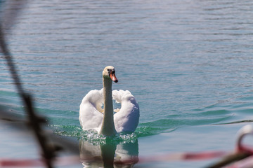 Schwan