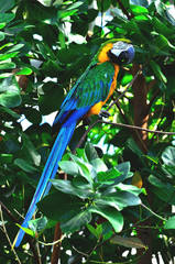 Obraz premium blue and yellow macaw 