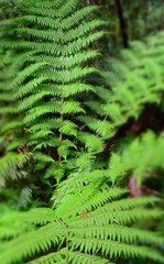 Tree ferns in New Zealand.
