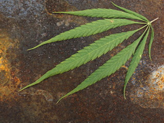 Concept: the danger of narcotic plants