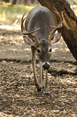 10 point buck cautious approach