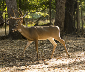 10 point buck