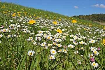 Wiese mit Gänseblümchen und Löwenzahn vor blauem Himmel mit weißen Wolken  © Schmutzler-Schaub